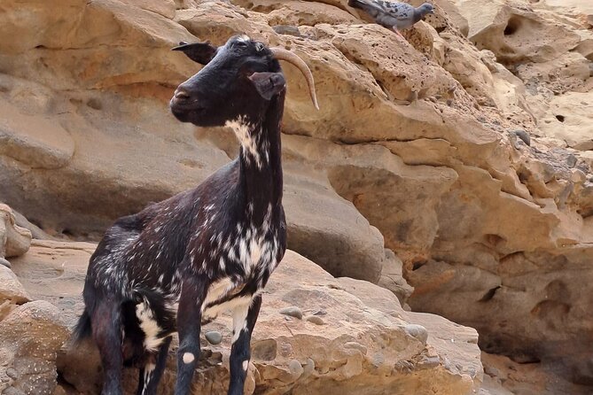 Fuerteventura: PRIVATE ISLAND Grand Tour. - Pricing and Guarantee