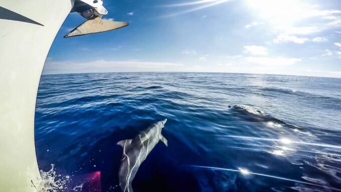 Fuerteventura: Sailing With Snorkeling and Dolphin Watching - Relaxing Onboard With Tapas and Drinks