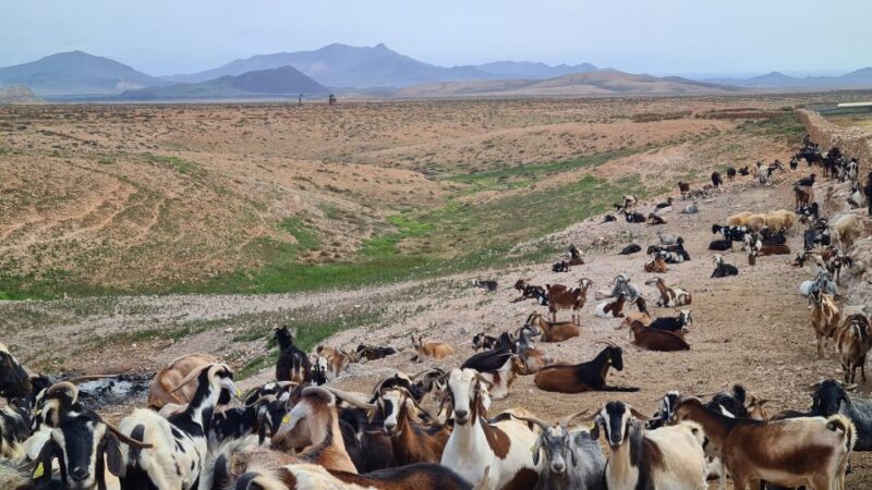 Fuerteventura: Tapas and Local Life Guided Tour - Savoring Marmalades and Olive Oil
