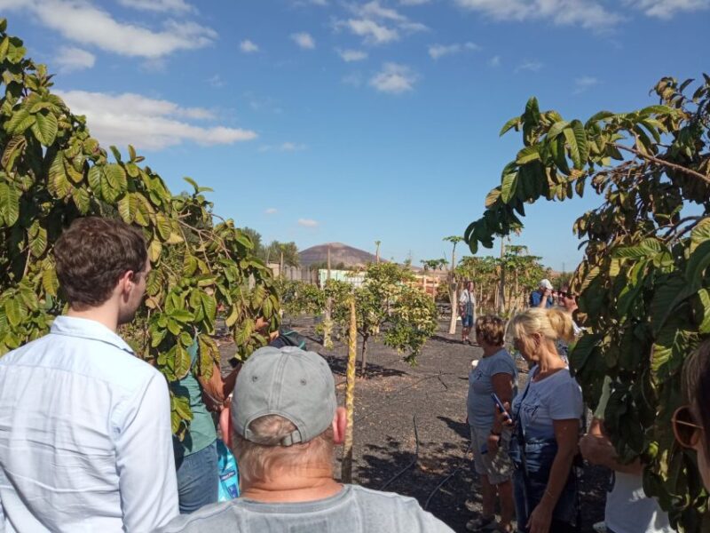 Fuerteventura: Tapas and Local Life Guided Tour - Indulging in Famed Goats Cheese