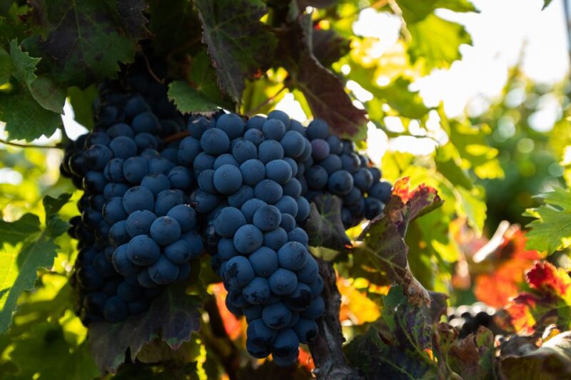 Fuerteventura: Tour of Bodega Conatvs Vineyard With Tasting - Experience Highlights