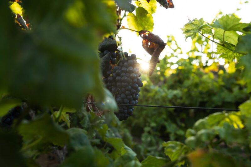 Fuerteventura: Tour of Bodega Conatvs Vineyard With Tasting - Customer Feedback