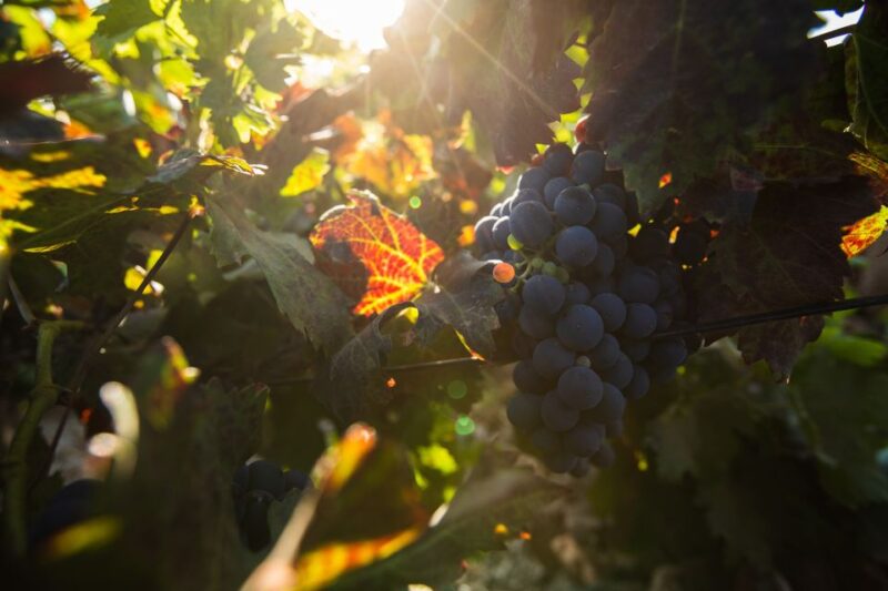 Fuerteventura: Tour of Bodega Conatvs Vineyard With Tasting - Participant Information