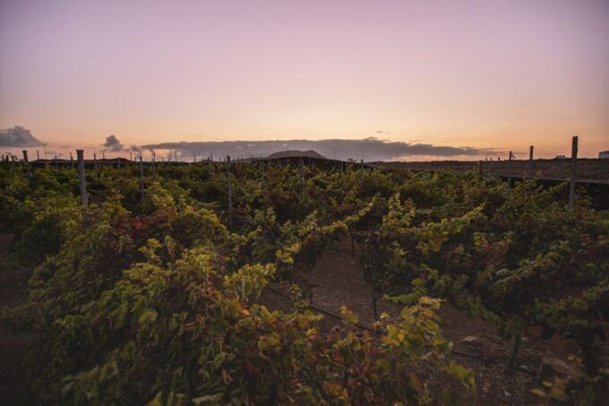 Fuerteventura: Tour of Bodega Conatvs Vineyard With Tasting - What to Expect on the Tour