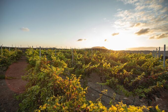 Fuerteventura: Tour of Bodega Conatvs Vineyard With Tasting - Frequently Asked Questions