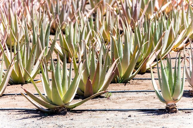 Fuerteventura Villages Caves and Farm Tour With Lunch From South - Visiting Caves and Farms