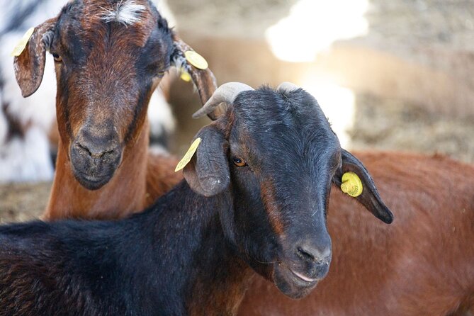 Fuerteventura Villages Caves and Farm Tour With Lunch From South - Practical Information