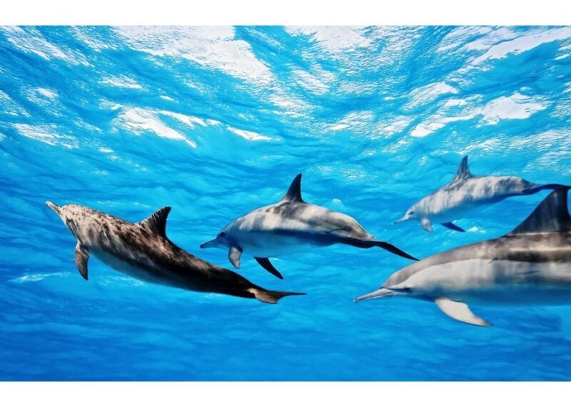 Fuerteventura: Whale & Dolphin Watching Boat Tour With Guide - Whale and Dolphin Sightings