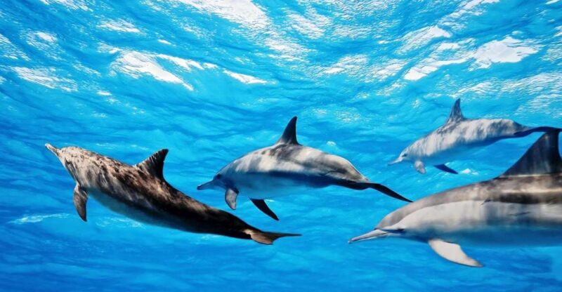 Fuerteventura: Whale & Dolphin Watching Boat Tour With Guide - Snorkeling at Lobos Island