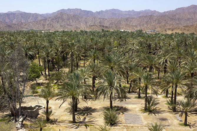 Fujairah Full-Day Tour From Dubai With Spanish-Speaking Guide - Khor Fakkan: Main Container Port