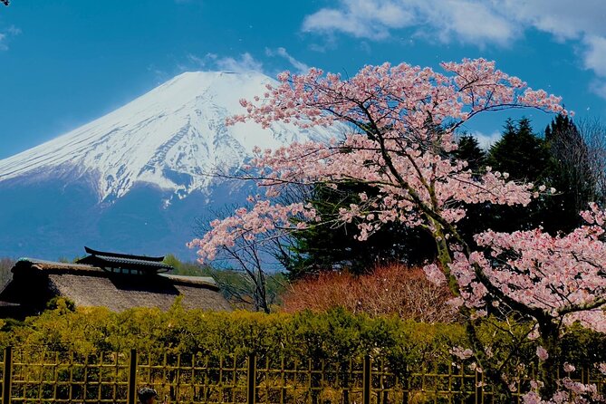 Fuji Hakone Cherry Blossom Private Tour - Additional Information