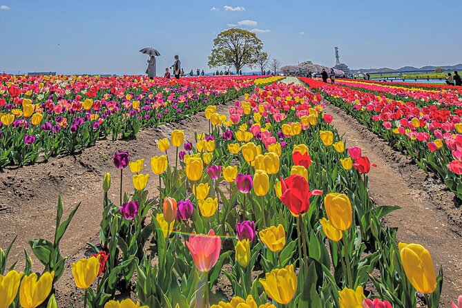 Fukuoka Cherry Blossom and Tulip Tour With Boat Ride Yokabus - Inclusions and Exclusions