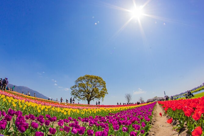 Fukuoka Cherry Blossom and Tulip Tour With Boat Ride Yokabus - Accessibility and Participation