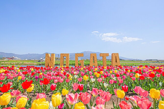 Fukuoka Cherry Blossom and Tulip Tour With Boat Ride Yokabus - Nogata Tulips
