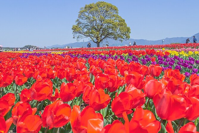 Fukuoka Cherry Blossom and Tulip Tour With Boat Ride Yokabus - Akizuki