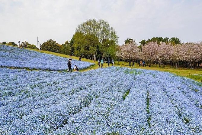 Fukuoka Custom Full Day Tour - Transportation Options