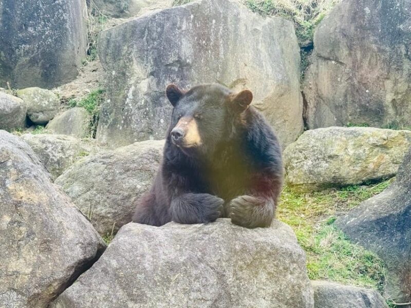 Fukuoka: Kyushu Natural Animal Park & Yufuin Day Tour - Kyushu African Safari