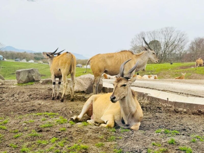Fukuoka: Kyushu Natural Animal Park & Yufuin Day Tour - Feeding the Animals
