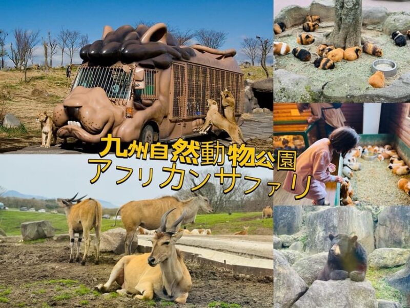 Fukuoka: Kyushu Natural Animal Park & Yufuin One Day Tour - Kyushu Natural Animal Park