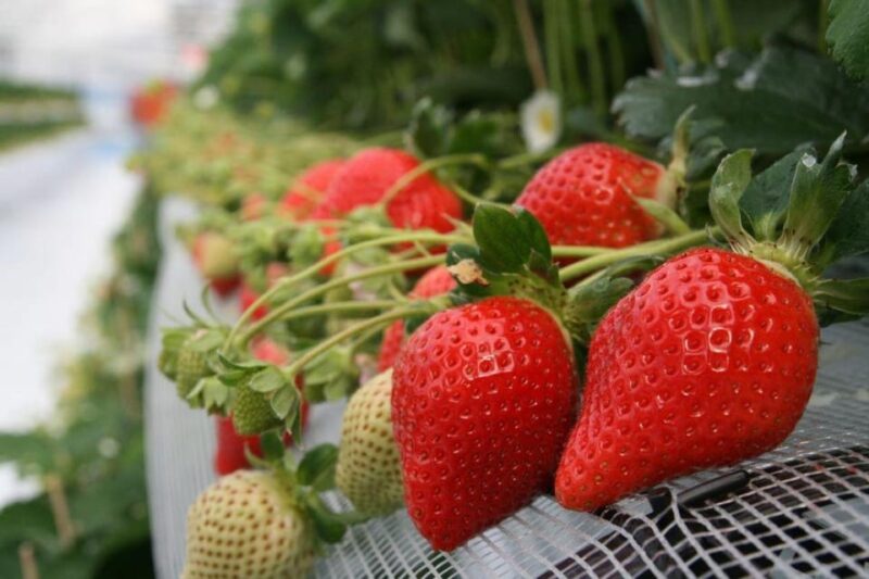 Fukuoka: Kyushu Strawberry Picking, Yanagawa Boat,Art Museum - Key Points