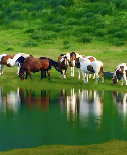Fukuoka: Mt. Aso Volcano, Kusasenri & Grasslands Day Tour - A Close Look at the Itinerary