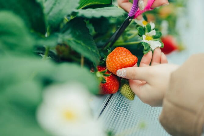Fukuoka Seasonal Fruit Picking Shopping and TeamLab Day Bus Tour - Key Points