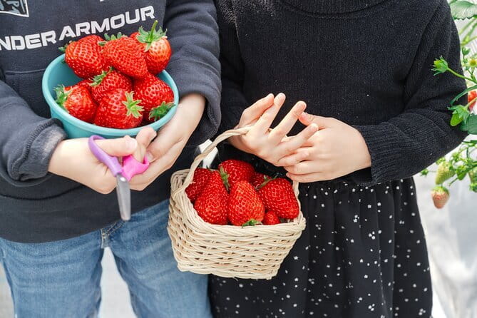 Fukuoka Seasonal Fruit Picking Shopping and TeamLab Day Bus Tour - Meeting and End Points
