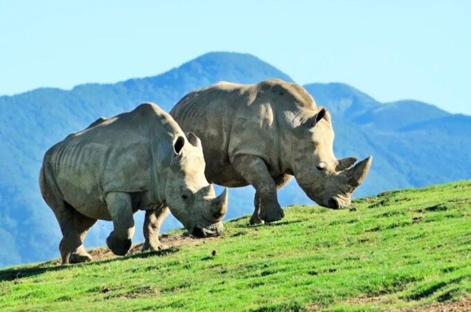 Fukuoka:Day Trip to Yufuin, Beppu Hell Onsen and Animal Park - Customer Feedback and Ratings
