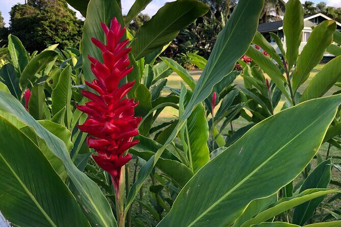 Full-Circle "Reverse" - Luxury Road to Hana Tour from West Maui - What Reviewers Say