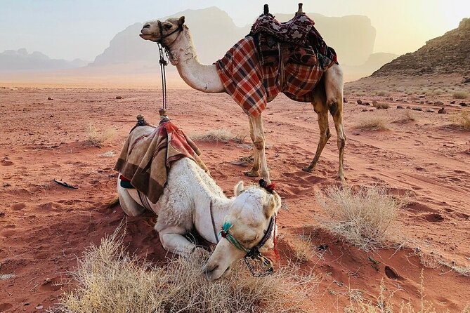 Full Day 4x4 Classic Desert Tour With Overnight in Private Tent - Tour Operator and Reviews