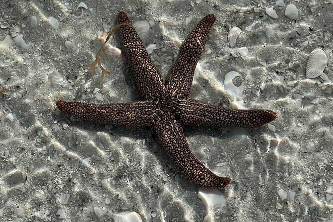 Full Day (6 hours) Sanibel Eco Boat Charter, Gulf and Pine Island - Why Travelers Love This Experience