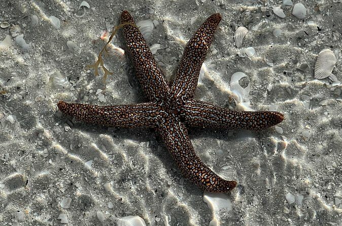 Full Day (6 hours) Sanibel Eco Boat Charter, Gulf and Pine Island - The Sum Up