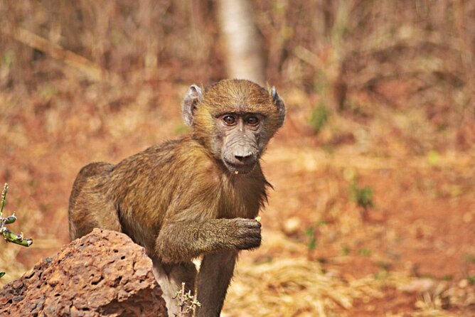 Full-Day Accra Safari and Boat Cruise Private Tour - Guest Reviews