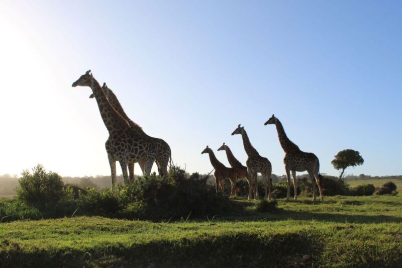 Full Day Addo and Private Reserve Safari With Boma Dinner - Key Points