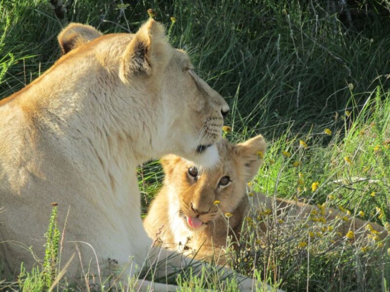 Full Day Addo and Private Reserve Safari With Boma Dinner - Morning Game Drive in Addo