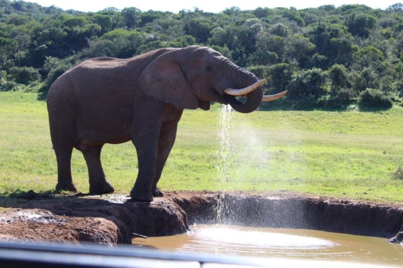Full Day Addo and Private Reserve Safari With Boma Dinner - Afternoon Game Drive in Private Reserve