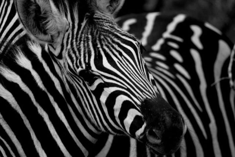 Full Day Addo and Private Reserve Safari With Boma Dinner - Included in the Experience