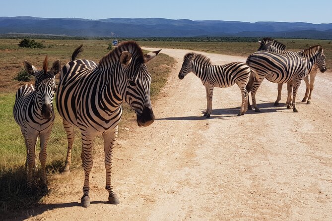 Full Day Addo and Schotia Private Game Reserve Safari - Tour Highlights