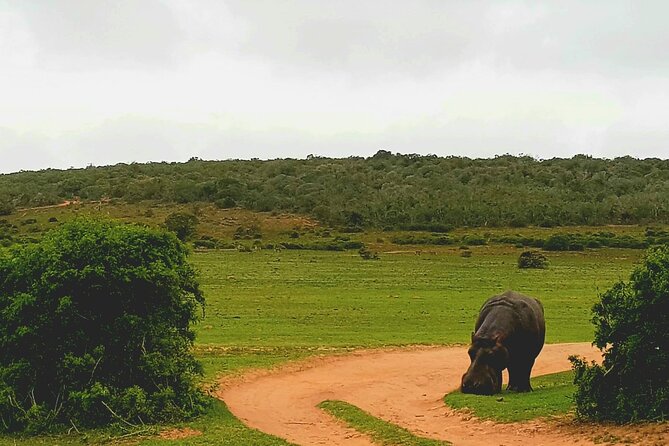 Full Day Addo and Schotia Private Game Reserve Safari - Accessibility and Participation