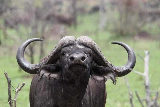 Full Day Addo and Schotia Private Game Reserve Safari - Cancellation Policy