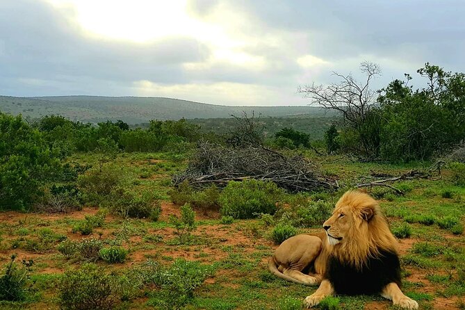 Full Day Addo and Schotia Private Game Reserve Safari - Pricing Information