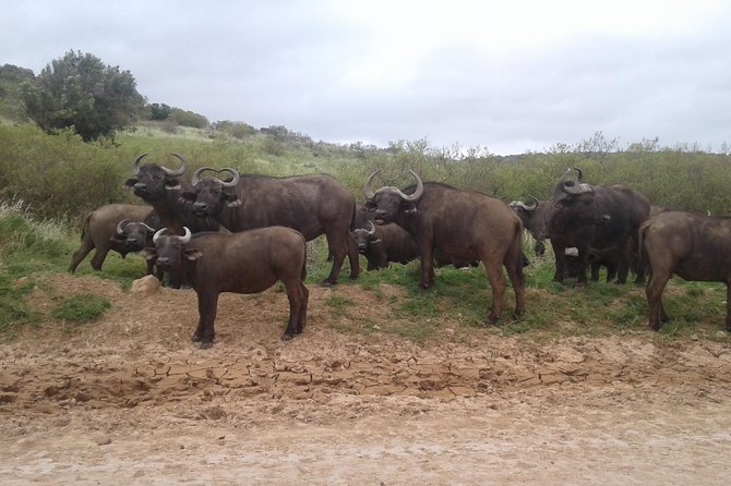 Full Day Addo Elephant National Park Safari Wit BBQ:Thentic Tours - Delicious Snacks and Lunch