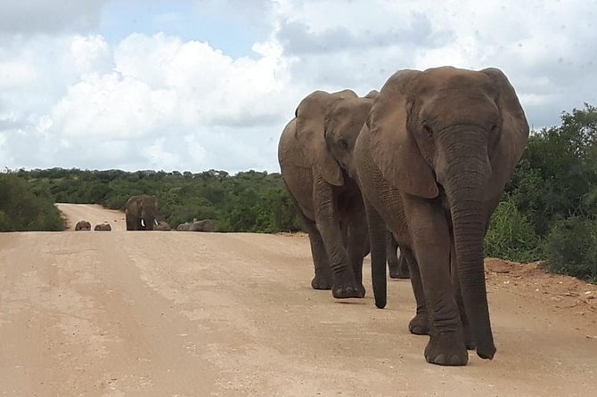 Full Day Addo Elephant National Park Safari Wit BBQ:Thentic Tours - Pickup and Drop-off Options