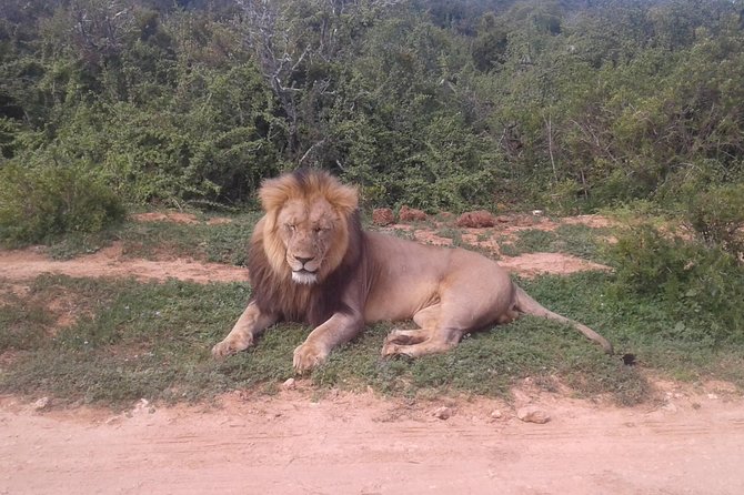 Full Day Addo Elephant National Park Safari Wit BBQ:Thentic Tours - Glowing Customer Reviews
