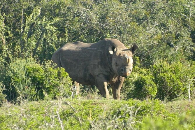 Full-Day Addo Elephant Park & Giraffe Walk Safari - Accessibility Information