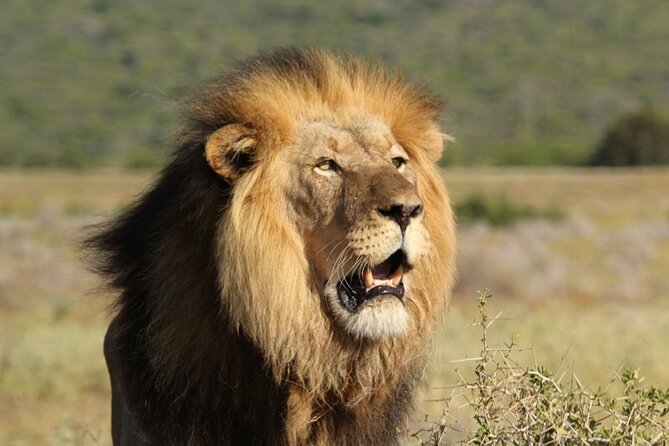 Full-Day Addo Elephant Park & Giraffe Walk Safari - Recap