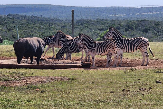 Full Day Addo Park Tours and Safari in South Africa - Pickup and Meeting Point