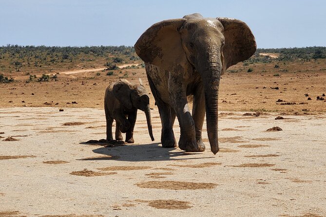 Full Day Addo Park Tours and Safari in South Africa - Accessibility and Transportation