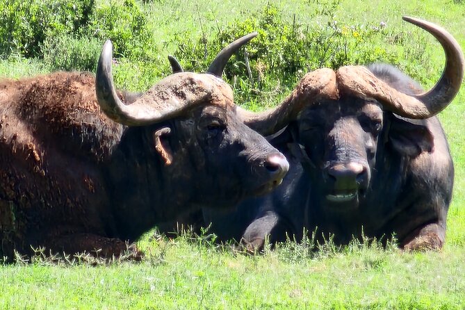 Full Day Addo Park Tours and Safari in South Africa - Cancellation and Payment