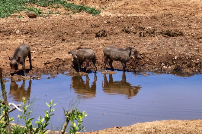 Full Day Addo Park Tours and Safari in South Africa - Customer Feedback